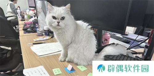 【游·见】专访喵吉托工作室：在 “传统养宠束缚” 与 “AI 社交新潮” 的碰撞中，以创新解锁宠物社交游戏新魅力